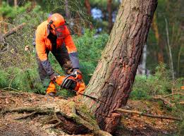 How Our Tree Care Process Works  in  Randallstown, MD